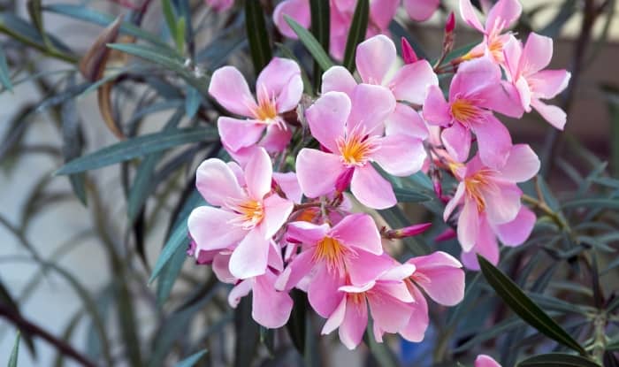 Nerium oleander in bloom