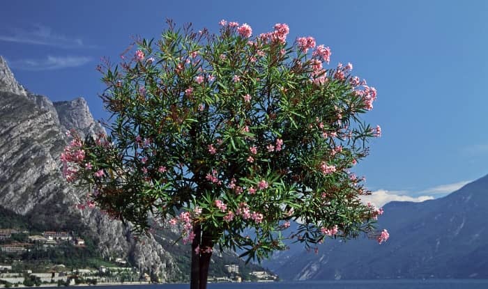 Nerium oleander tree