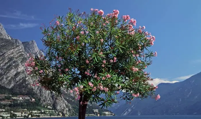 Nerium oleander tree