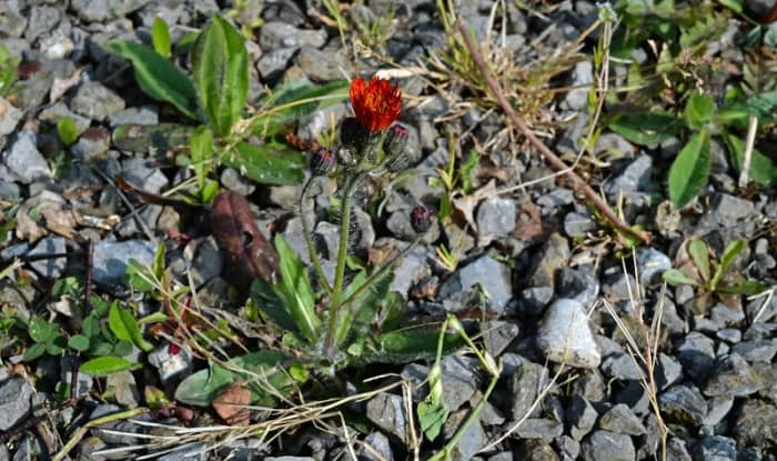 Orange hawkweed flower and leaves