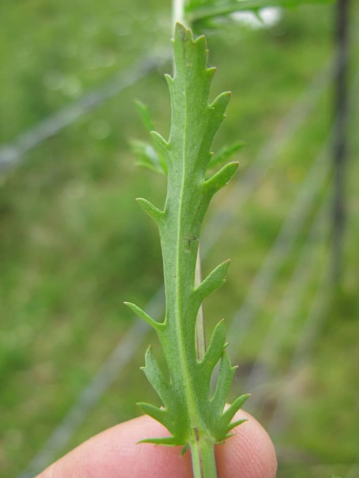 Oxeye daisy leaf