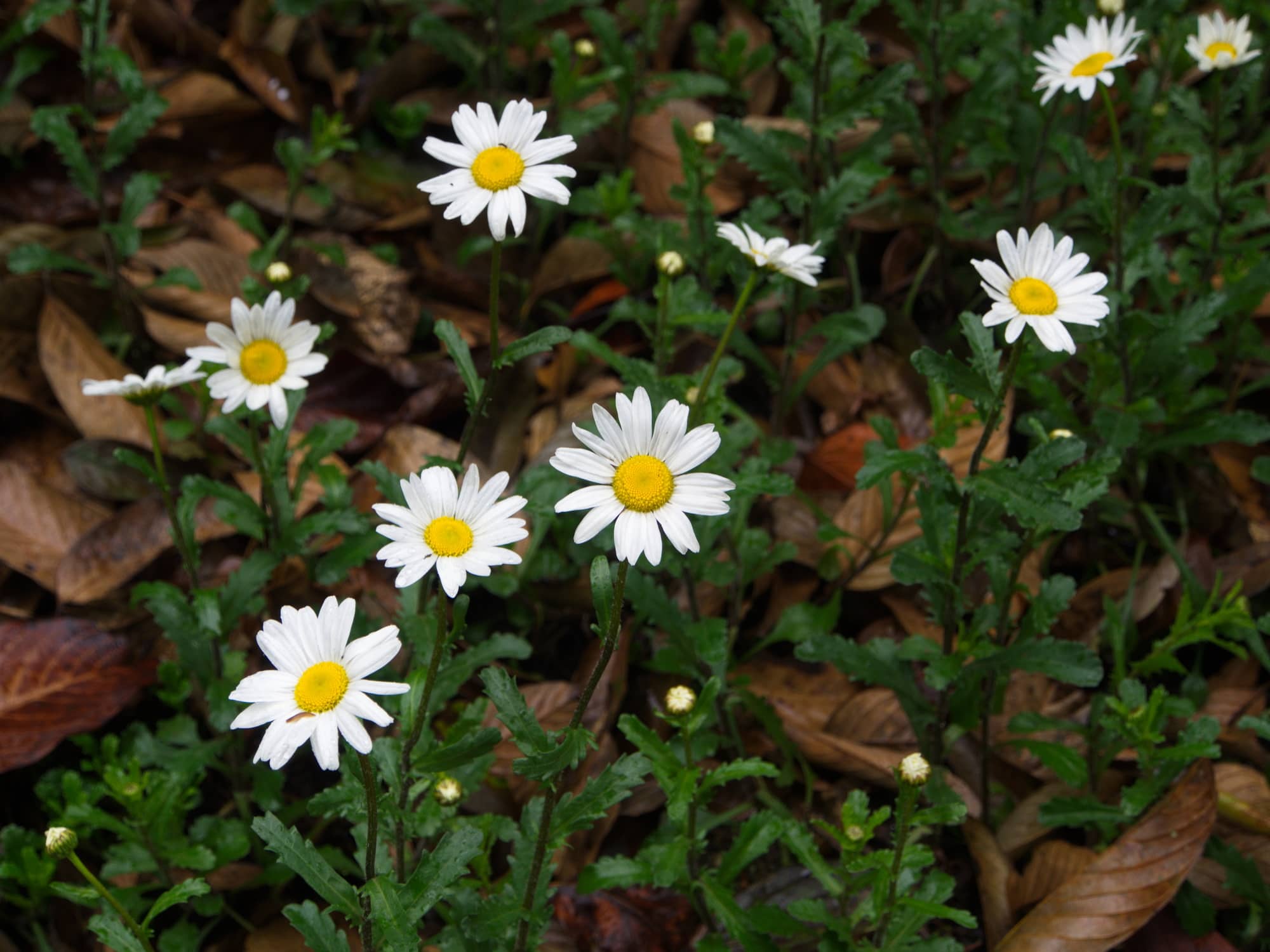 Oxeye Daisy