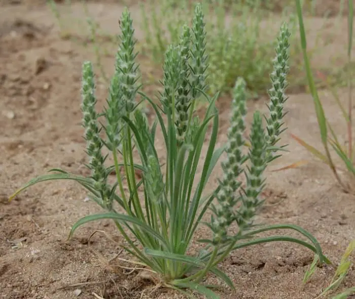 Woolly Plantain