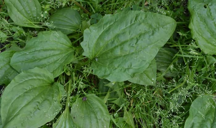 Plantain Leaves