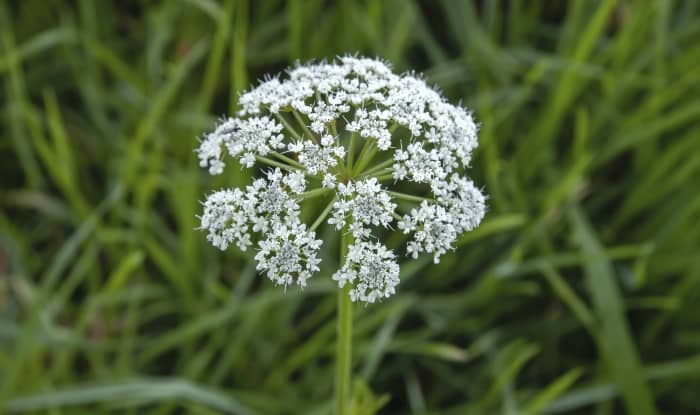 Poison hemlock flowers