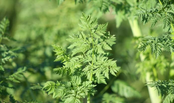 Poison hemlock leaves