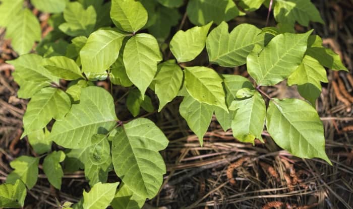 Poison oak leaves