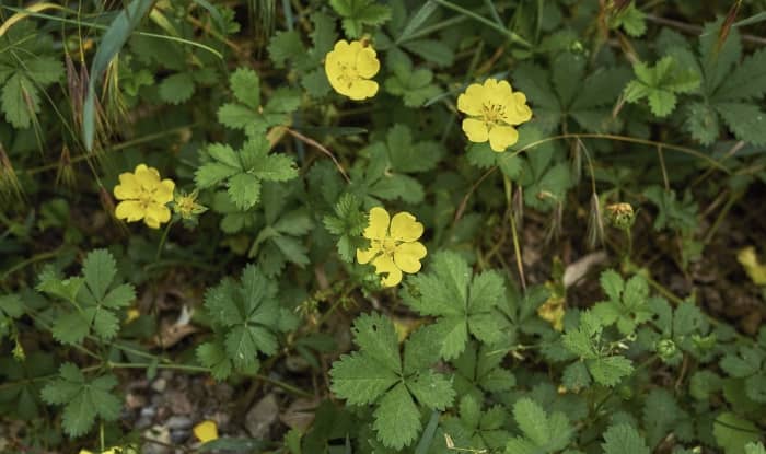 creeping cinquefoil