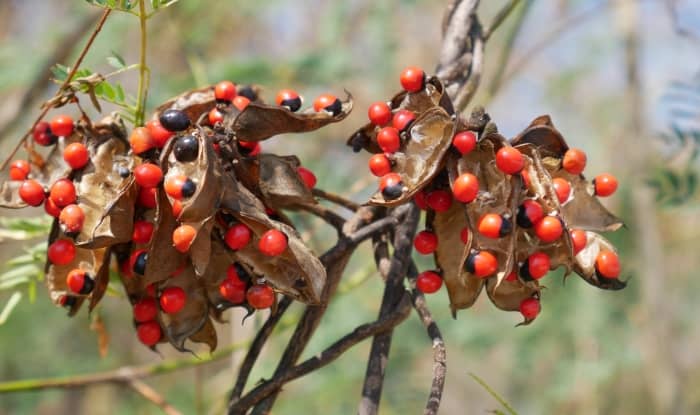 Rosary pea seeds