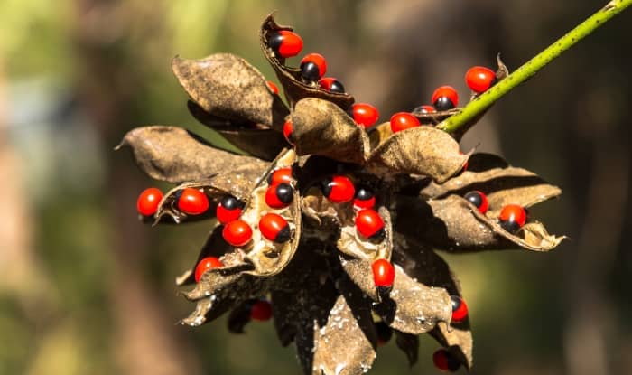 Rosary pea