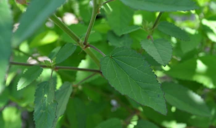 Sida spinosa leaves