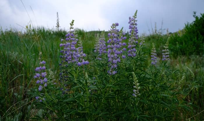 Silky lupine