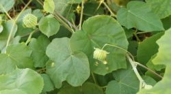 7 Weeds With Velvety Leaves
