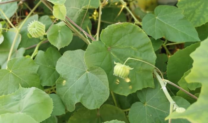 Velvetleaf leaves