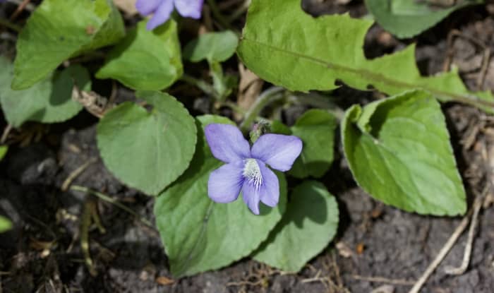 Wild blue violets