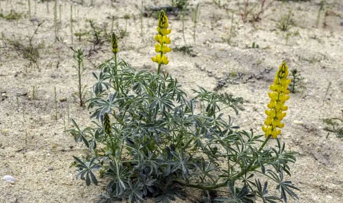 Yellow Lupine