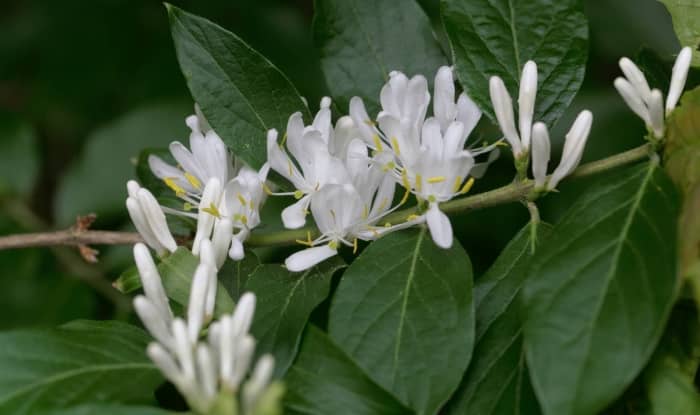 Amur honeysuckle