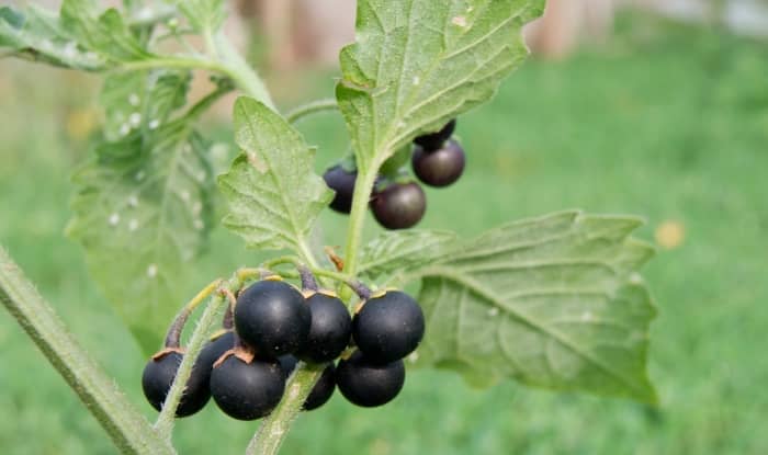 Black Nightshade Berries