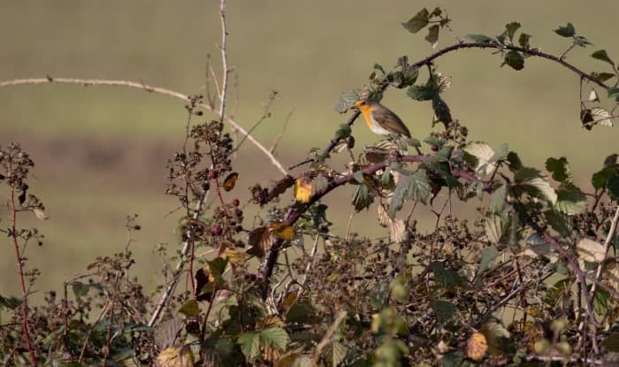 Brambles in autumn