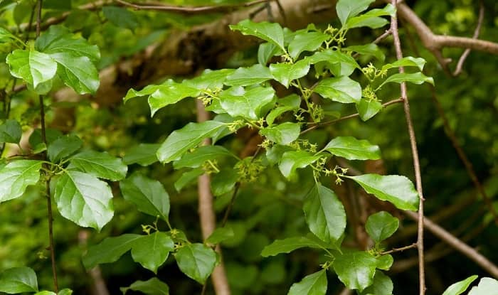 Celastrus orbiculatus