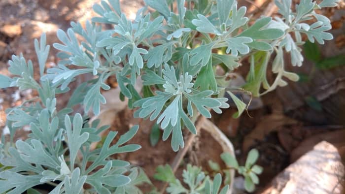 Common wormwood