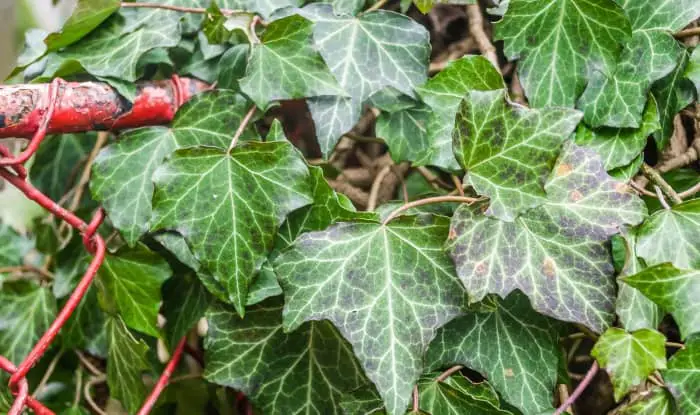 English Ivy leaves