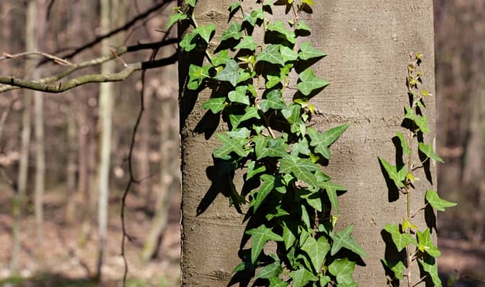 English Ivy on tree