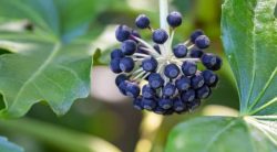 10 Weeds With Black Berries