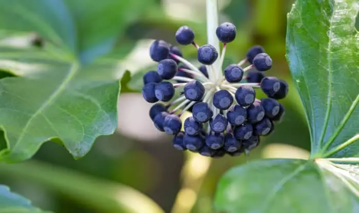 English ivy berries