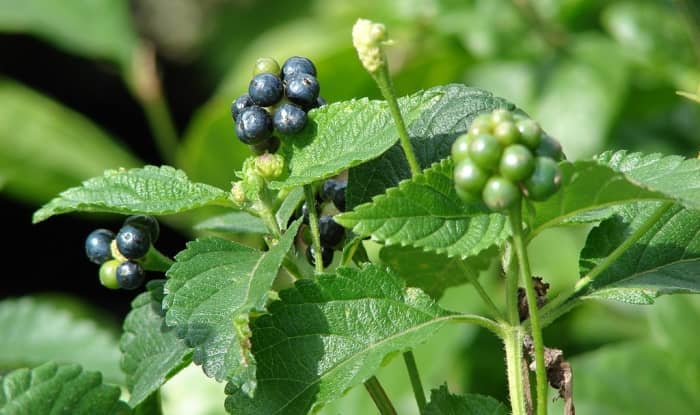 Lantana camara berries