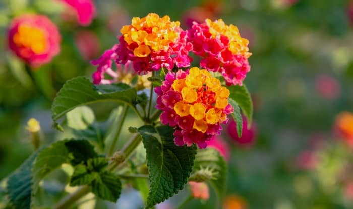 Lantara camara flowers