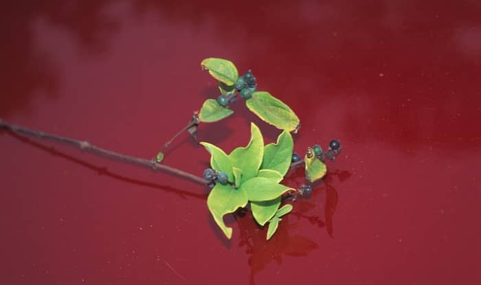 Lonicera Japonica