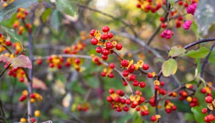 Oriental Bittersweet Berries