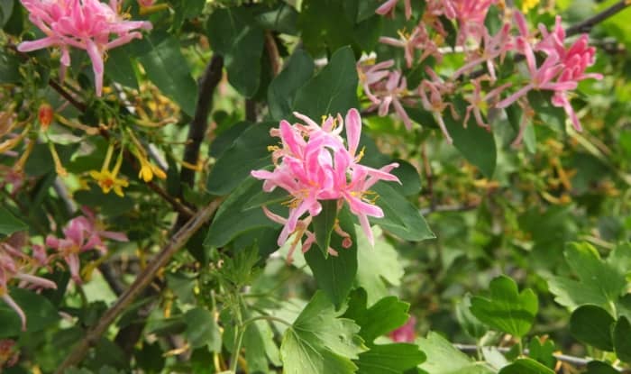 Tatarian honeysuckle