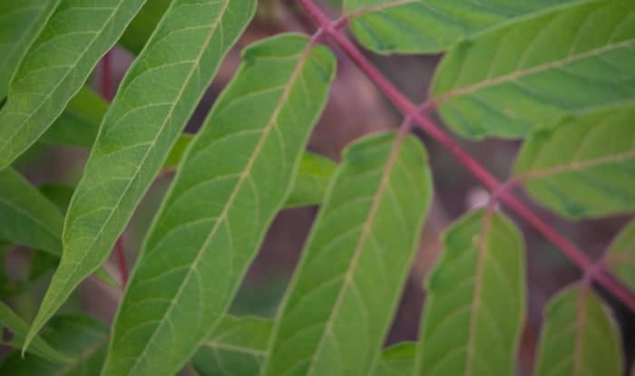 Tree of heaven branch