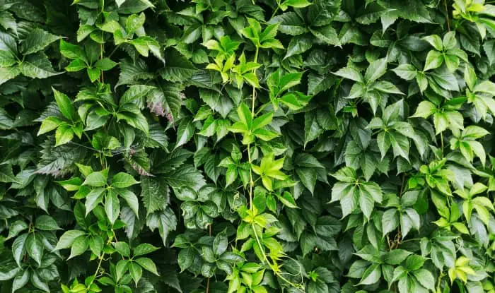 Virginia Creeper Leaves