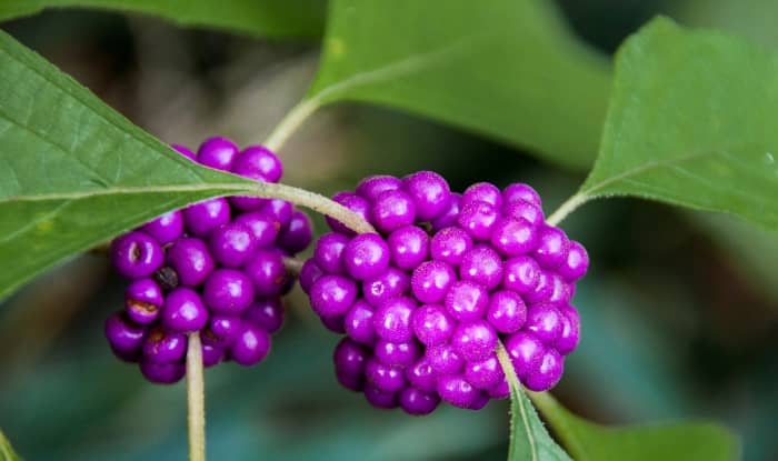 American beautyberry berries