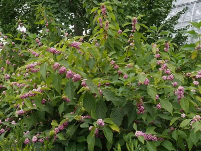 American beautyberry