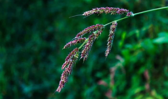 Barnyardgrass seed heads