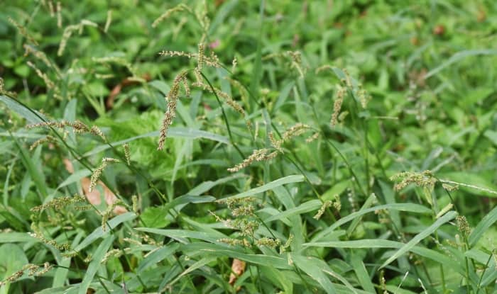 Barnyardgrass