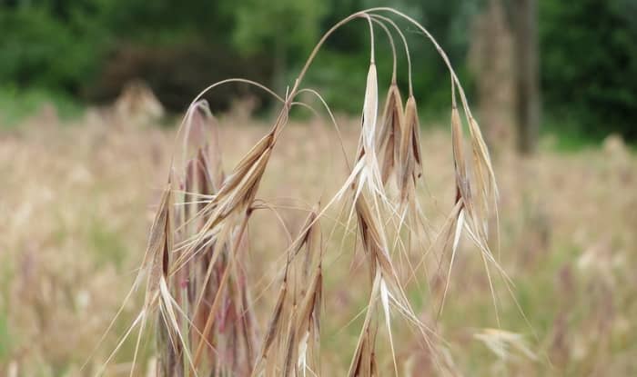 Bromus tectorum 