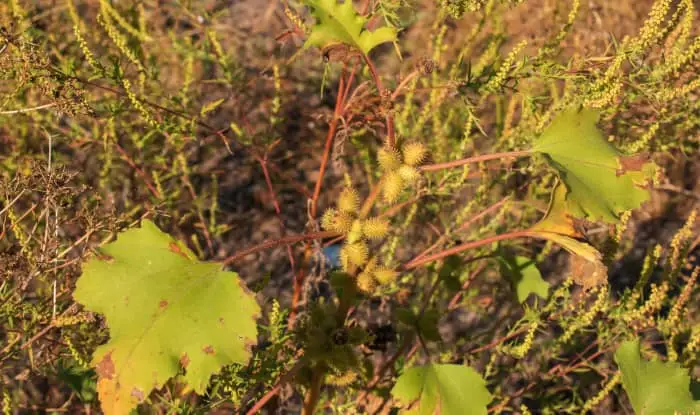 Common Cocklebur