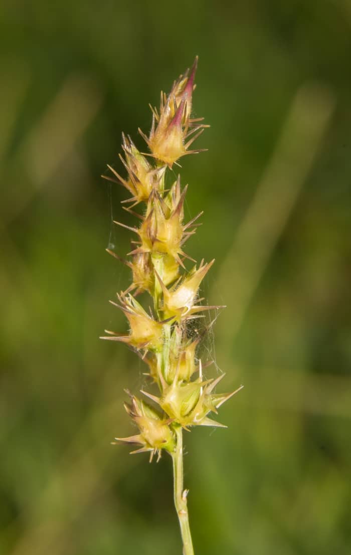 Field Sandbur