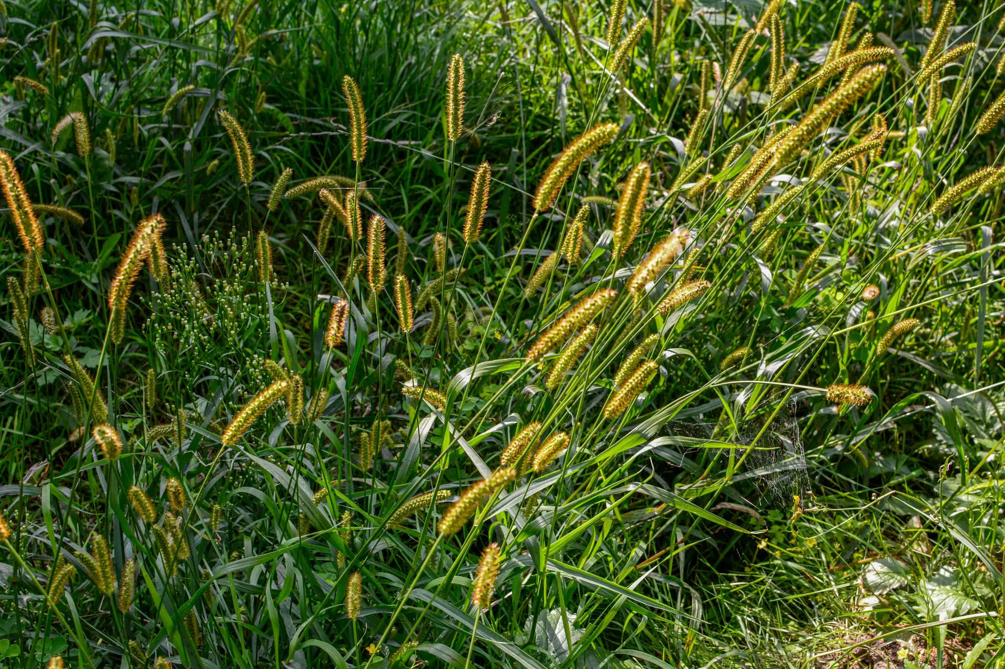 Foxtail in the grass