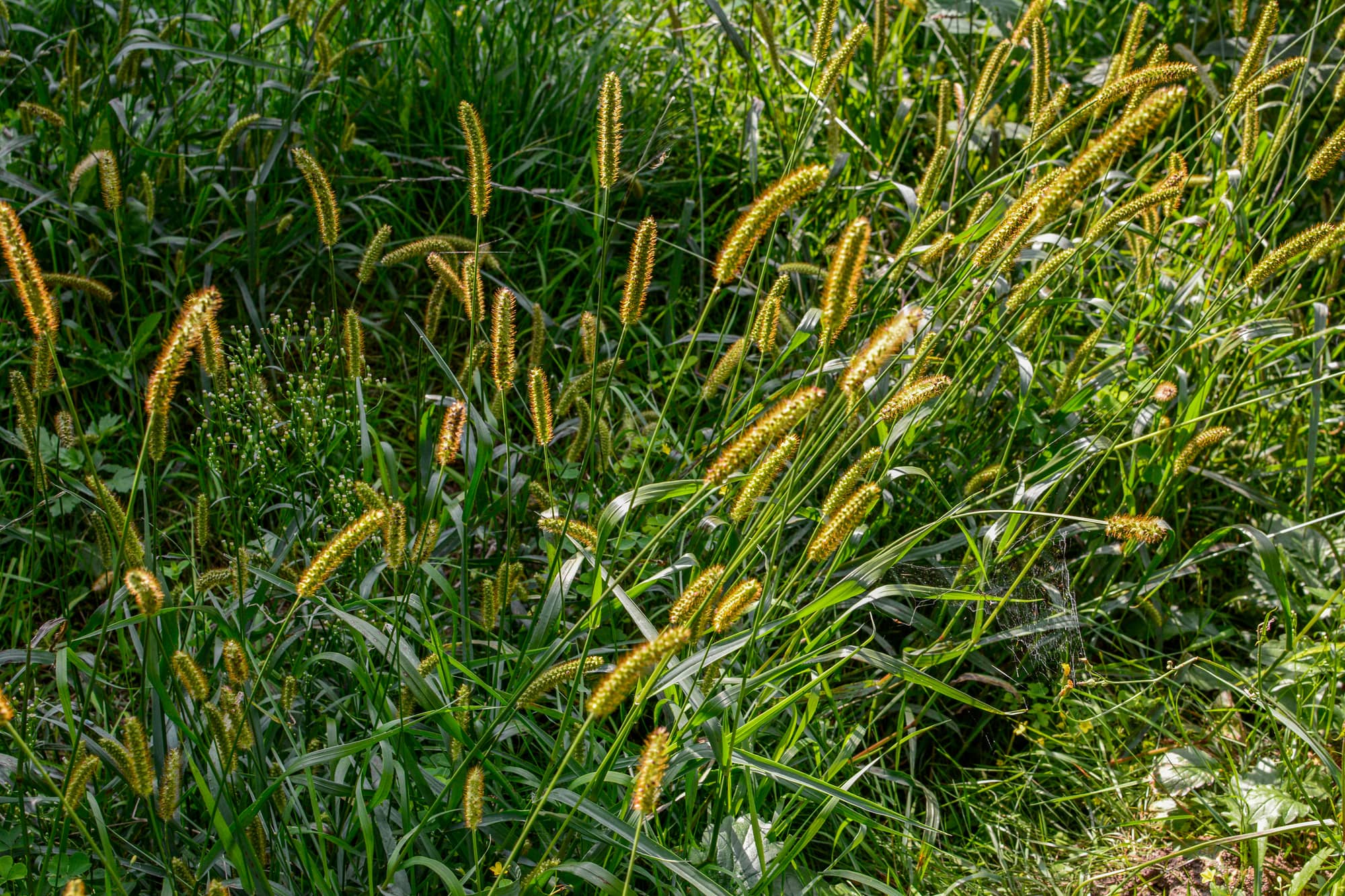 Foxtail in the grass