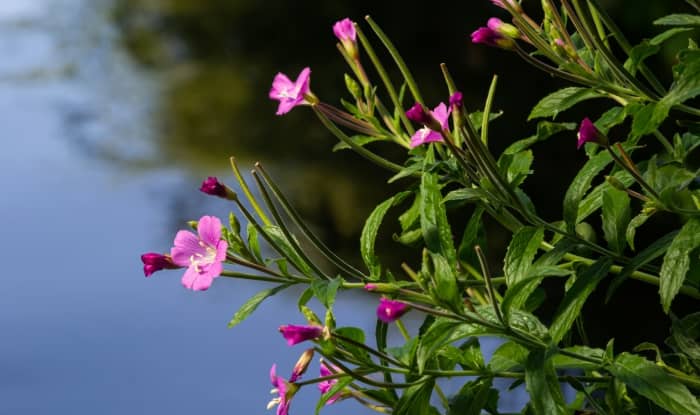 Hairy Willowherb