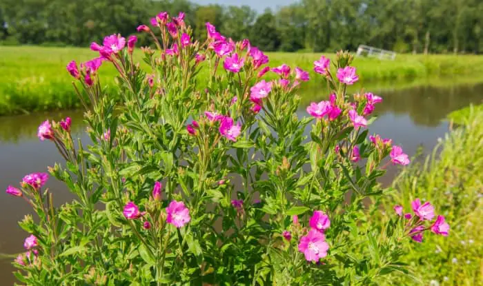 Hairy Willowherb flowers