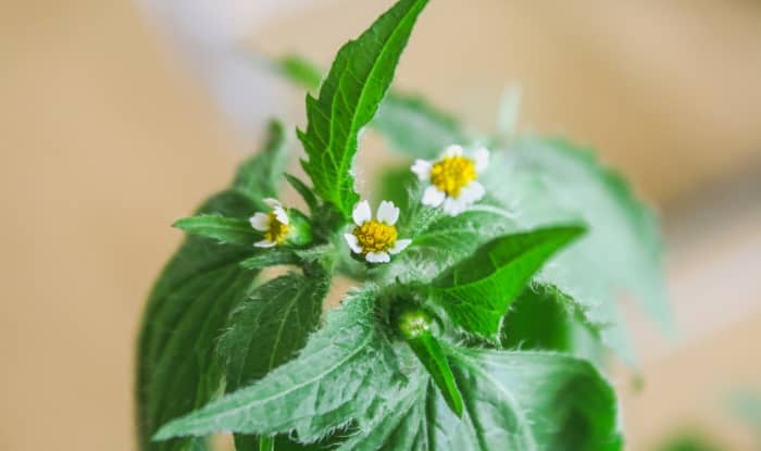 Hairy galinsoga leaves