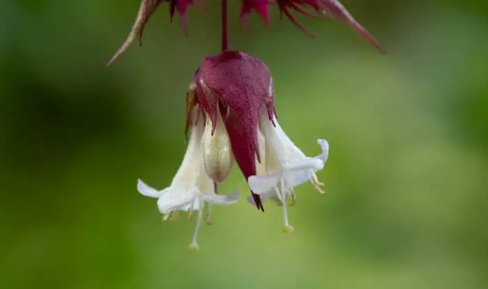 Himalayan Honeysuckle flowers
