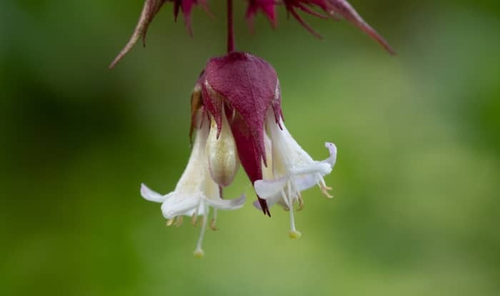 Himalayan Honeysuckle flowers